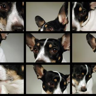 A mosaic of photos of a very cute dog