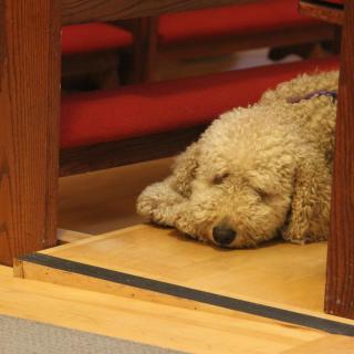 A fuzzy white dog dozes, head on paws, on the floor between two wooden church pews