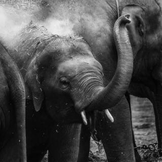 A black-and-white photo of a young elephant playing, between larger elephants
