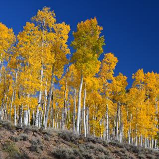 The Pando clone stands above Scenic Byway U-25