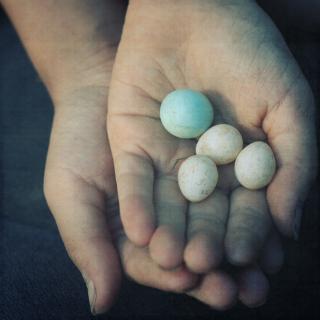 Two hands, cupped together with palms up, cradle four small eggs (one blue, three white)