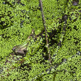 Against a pond whose surface is entirely covered with small green leaves, a green frog hides in plain sight.