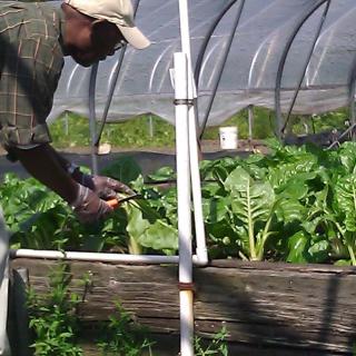 A Black man bends over a raised bed filled with chard, with more garden beds visible in the background.