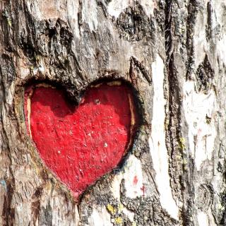A heart carved into the trunk of a tree, colored in red.