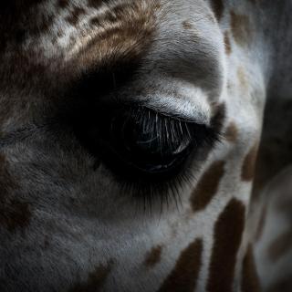 A close up of a giraffe's eye, which has long, feathery eyelashes
