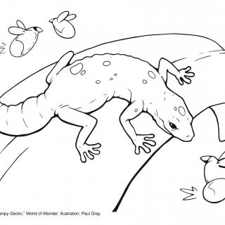 line drawing for coloring of a lizard on a leaf about to eat an insect