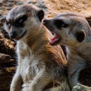 Annoyed Meerkats interacting