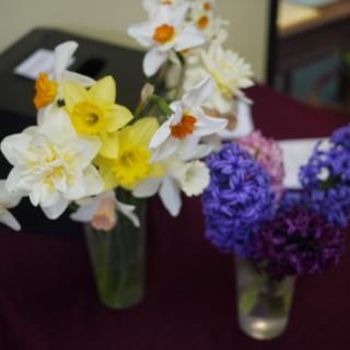 Vases of daffodils and hyacinth on altar.