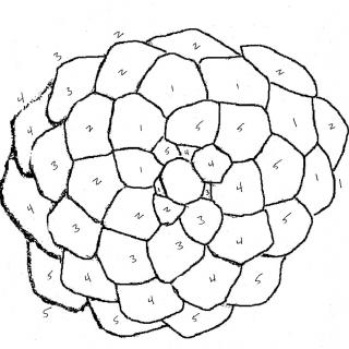 Black and white drawing of pinecone with each section numbered.