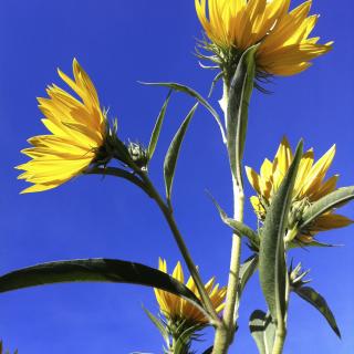 Sunflowers against blue sky.