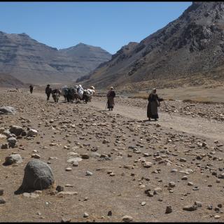 Pilgrims and yaks walk the Tibetan Buddhist "kora," or pilgrimage.