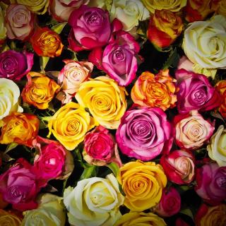 Roses of many colors