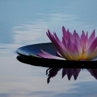 Single water lily floating in water