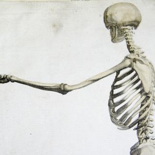 Upper skeleton from line engraving of walking skeleton from Andrew Bell's Anatomia Britannica (1770s-1780s)