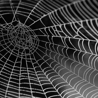 Spider web with dew with dark background