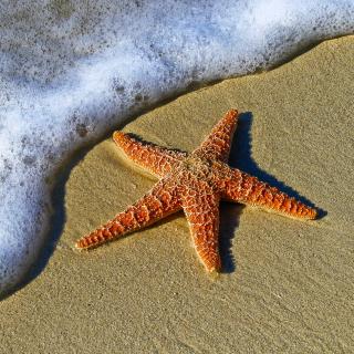 Starfish on beach with a foamy wave next to it