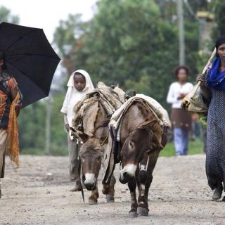 Women and girls in Ethiopia walk next to a pair of donkeys