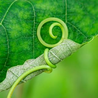 green leaf slightly curled by a tendril embracing it
