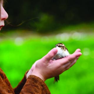 photograph of a white child, shown in profile, holding a field bird gently in their hands