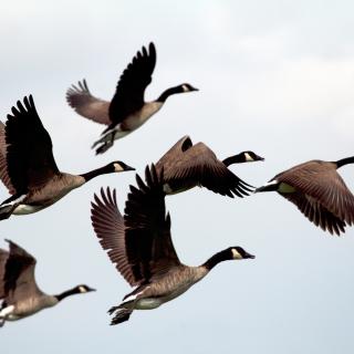 Six wild geese, in flight against a pale sky