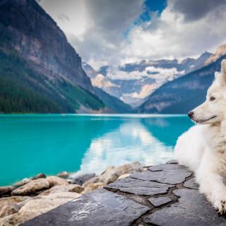 A fluffy white dog sits overlooking a blue lake, with towering mountains behind.