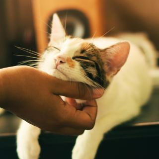 A content kitten rests its chin on an outstretched hand.