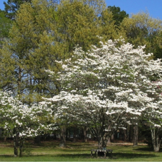 Flowering trees at Murray Grove Retreat and Renewal Center in Lanoka Harbor, NJ.