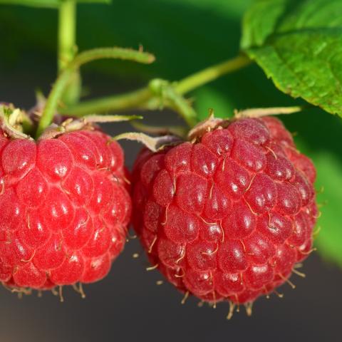 two red raspberries on a bush