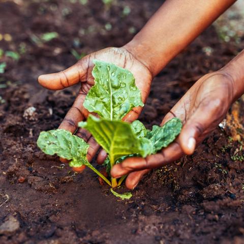 The hands of a Black person cradle the new lettuce leaves growing in their garden.